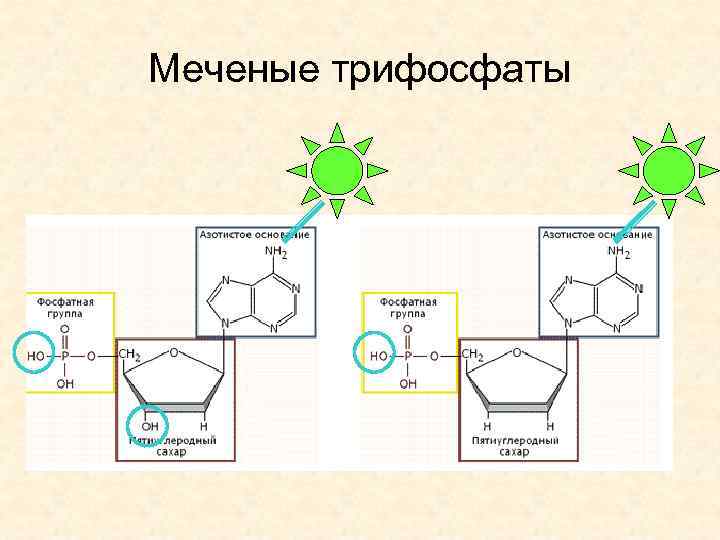 Меченые трифосфаты 