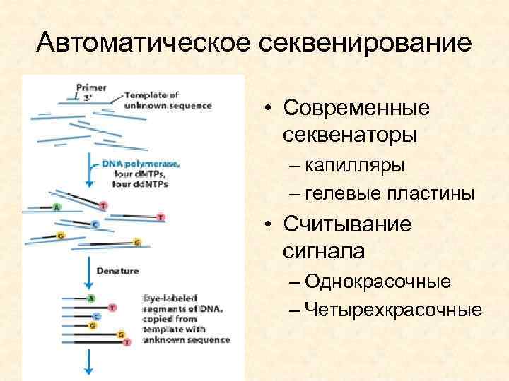 Автоматическое секвенирование • Современные секвенаторы – капилляры – гелевые пластины • Считывание сигнала –
