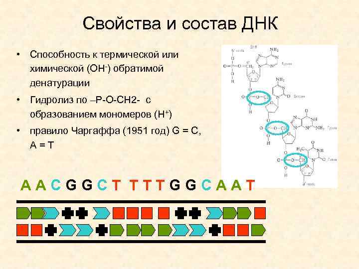 Свойства и состав ДНК • Способность к термической или химической (ОН-) обратимой денатурации •