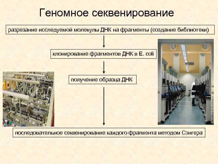 Геномное секвенирование разрезание исследуемой молекулы ДНК на фрагменты (создание библиотеки) клонирование фрагментов ДНК в