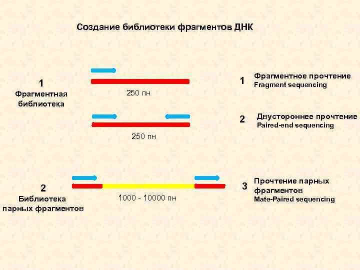 Создание библиотеки фрагментов ДНК 1 Фрагментная библиотека 1 250 пн 2 Фрагментное прочтение Fragment