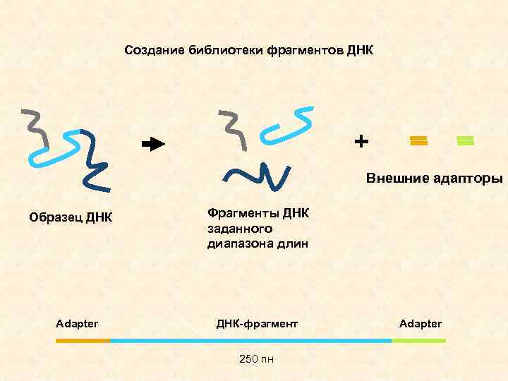 Создание библиотеки фрагментов ДНК + Внешние адапторы Образец ДНК Adapter Фрагменты ДНК заданного диапазона