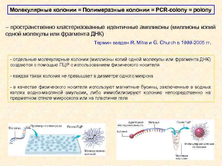 Молекулярные колонии = Полимеразные колонии = PCR-colony = polony – пространственно кластеризованные идентичные ампликоны