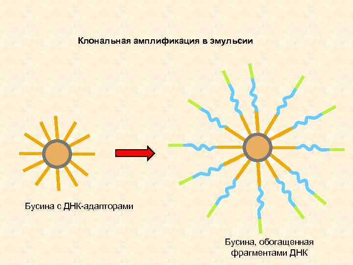 Клональная амплификация в эмульсии Бусина с ДНК-адапторами Бусина, обогащенная фрагментами ДНК 
