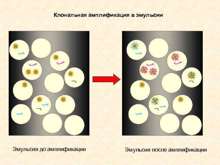 Клональная амплификация в эмульсии Эмульсия до амплификации Эмульсия после амплификации 