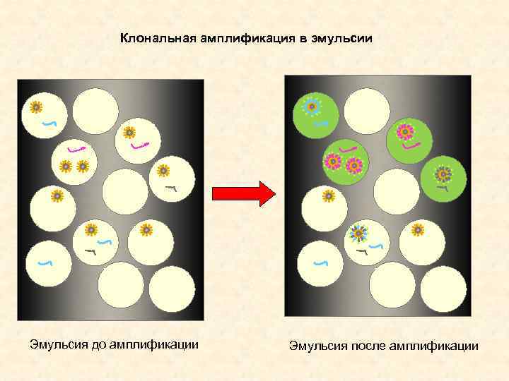 Клональная амплификация в эмульсии Эмульсия до амплификации Эмульсия после амплификации 