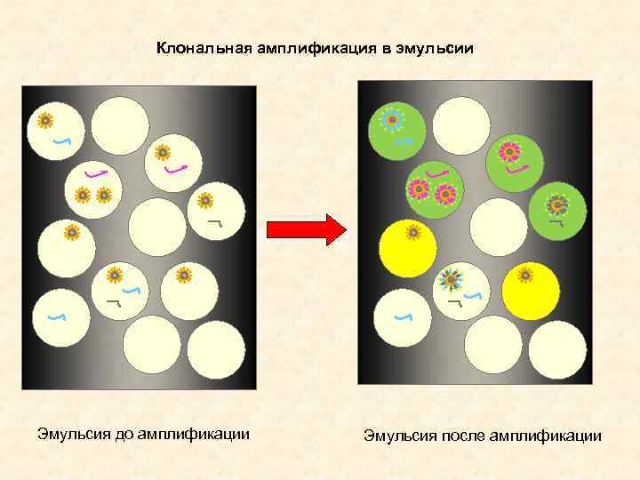 Клональная амплификация в эмульсии Эмульсия до амплификации Эмульсия после амплификации 