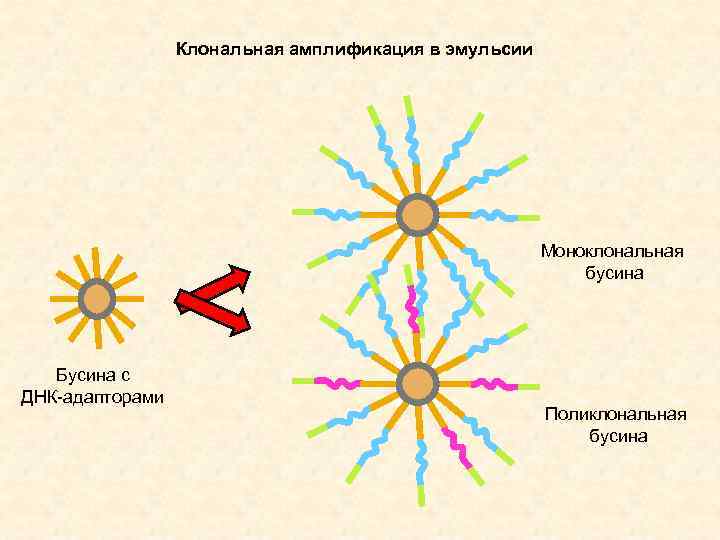 Клональная амплификация в эмульсии Моноклональная бусина Бусина с ДНК-адапторами Поликлональная бусина 