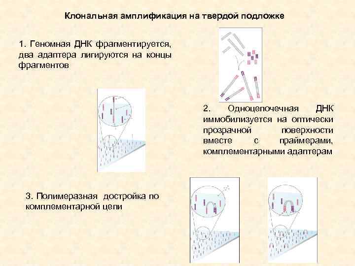 Клональная амплификация на твердой подложке 1. Геномная ДНК фрагментируется, два адаптера лигируются на концы