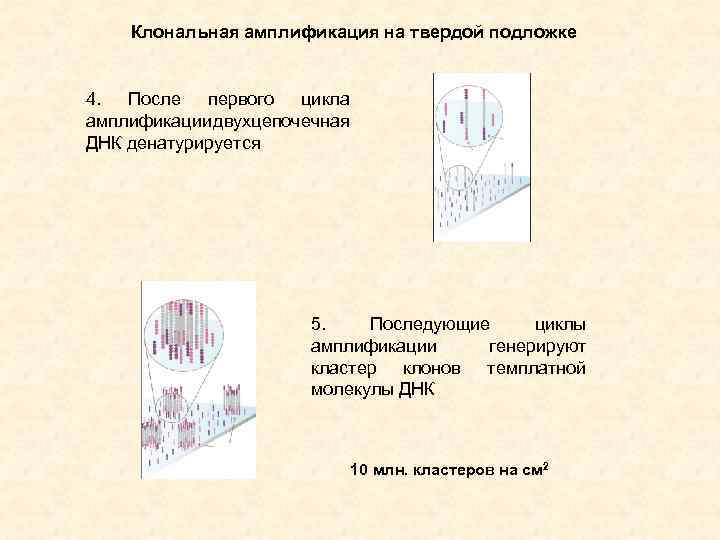 Клональная амплификация на твердой подложке 4. После первого цикла амплификации двухцепочечная ДНК денатурируется 5.