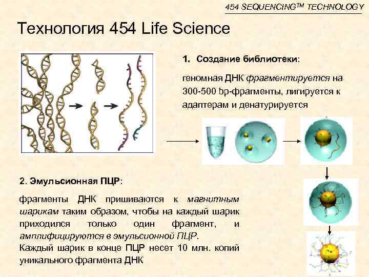 454 SEQUENCINGTM TECHNOLOGY Технология 454 Life Science 1. Создание библиотеки: геномная ДНК фрагментируется на