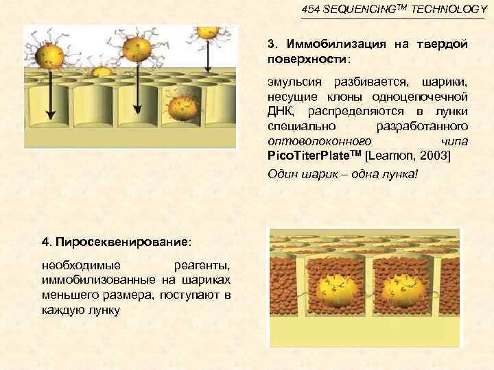 454 SEQUENCINGTM TECHNOLOGY 3. Иммобилизация на твердой поверхности: эмульсия разбивается, шарики, несущие клоны одноцепочечной