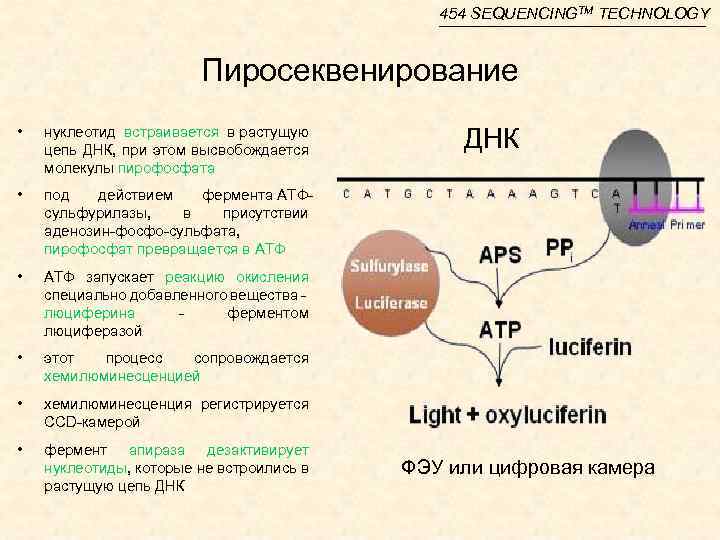 454 SEQUENCINGTM TECHNOLOGY Пиросеквенирование • нуклеотид встраивается в растущую цепь ДНК, при этом высвобождается