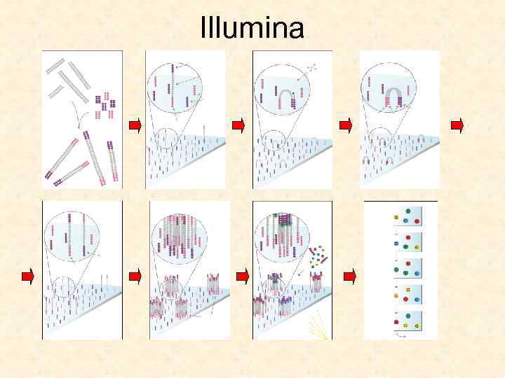 Illumina 