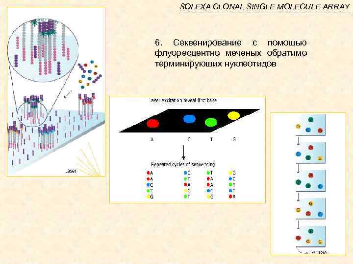 SOLEXA CLONAL SINGLE MOLECULE ARRAY 6. Секвенирование с помощью флуоресцентно меченых обратимо терминирующих нуклеотидов