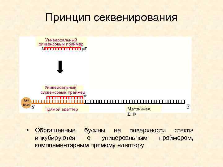 Принцип секвенирования Универсальный сиквенсовый праймер Прямой адаптер Матричная ДНК • Обогащенные бусины на поверхности