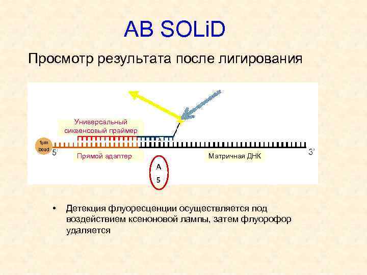 АВ SOLi. D Просмотр результата после лигирования Универсальный сиквенсовый праймер Прямой адаптер • Матричная