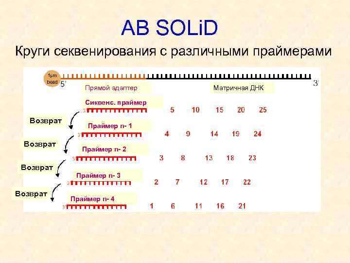 АВ SOLi. D Круги секвенирования с различными праймерами Прямой адаптер Сиквенс. праймер Возврат Праймер