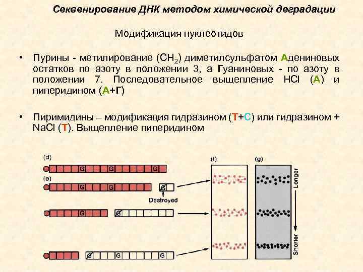 Секвенирование ДНК методом химической деградации Модификация нуклеотидов • Пурины - метилирование (СН 2) диметилсульфатом