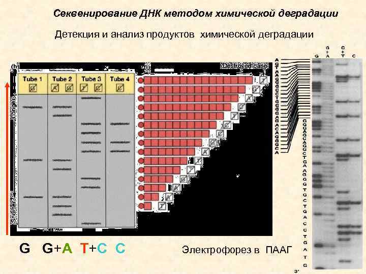 Секвенирование ДНК методом химической деградации Детекция и анализ продуктов химической деградации G G+A T+C