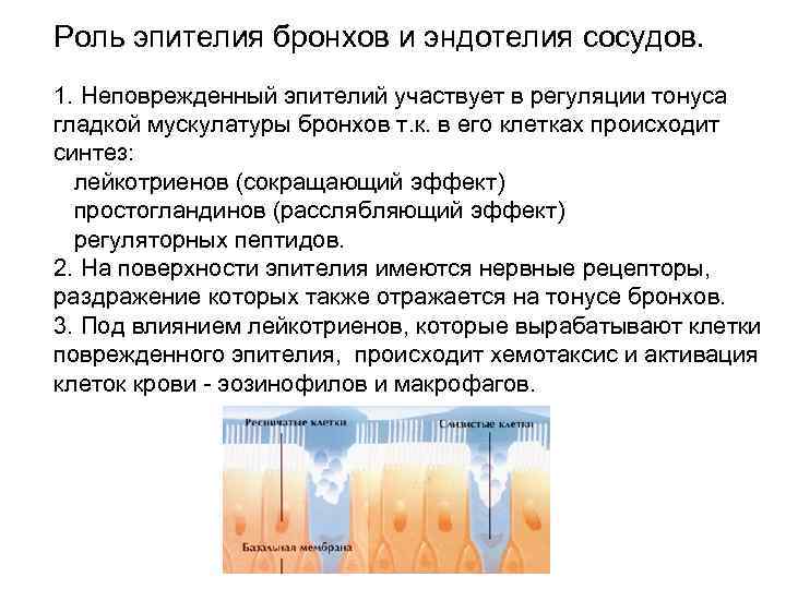 Роль эпителия бронхов и эндотелия сосудов. 1. Неповрежденный эпителий участвует в регуляции тонуса гладкой