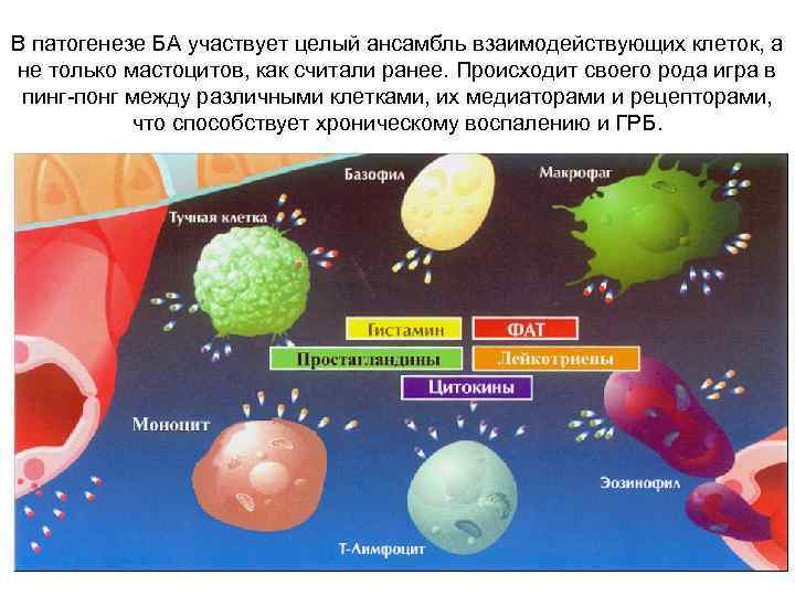 В патогенезе БА участвует целый ансамбль взаимодействующих клеток, а не только мастоцитов, как считали