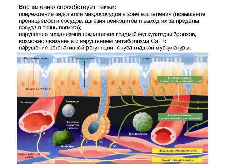 Воспалению способствует также: повреждение эндотелия микрососудов в зоне воспаления (повышение проницаемости сосудов, адгезия лейкоцитов