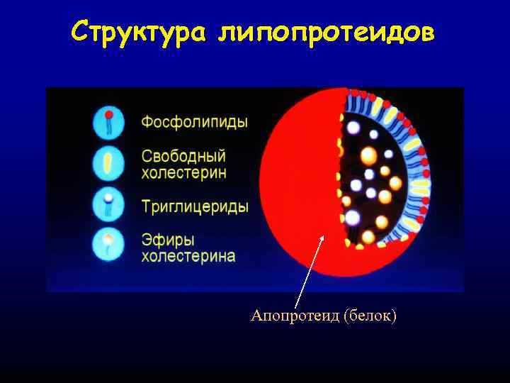 Структура липопротеидов Апопротеид (белок) 