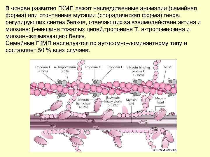 Форма гена. Спорадические мутации. Спорадическая мутация Гена. Наследственные аномалии циркулирующих белков. ГКМП мутации в генах.