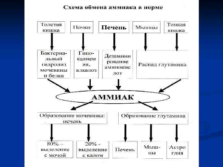 Схема основные этапы метаболизма аммиака в организме