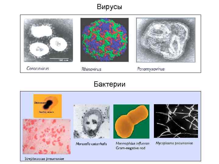 Вирусы Бактерии 