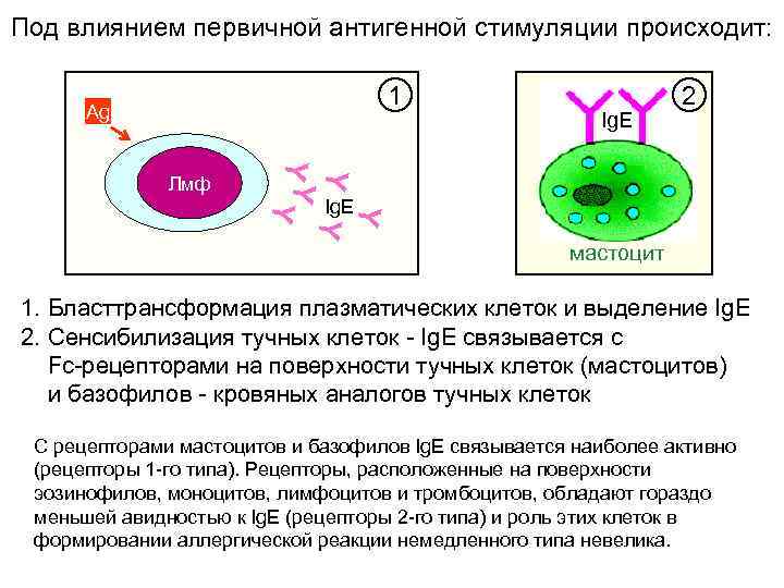 Под влиянием первичной антигенной стимуляции происходит: 1 Ag Y Y YY Лмф Ig. E