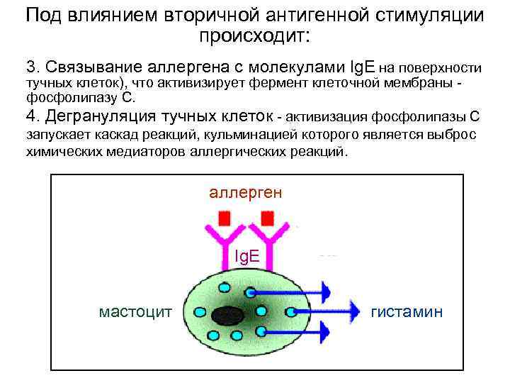 Под влиянием вторичной антигенной стимуляции происходит: 3. Связывание аллергена с молекулами Ig. E на