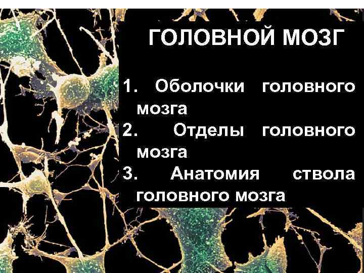 ГОЛОВНОЙ МОЗГ 1. Оболочки головного мозга 2. Отделы головного мозга 3. Анатомия ствола головного