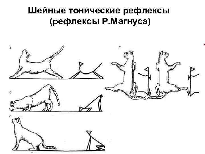 Шейные тонические рефлексы (рефлексы Р. Магнуса) 