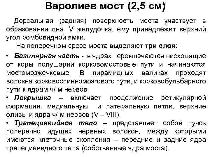 Варолиев мост (2, 5 см) Дорсальная (задняя) поверхность моста участвует в образовании дна IV