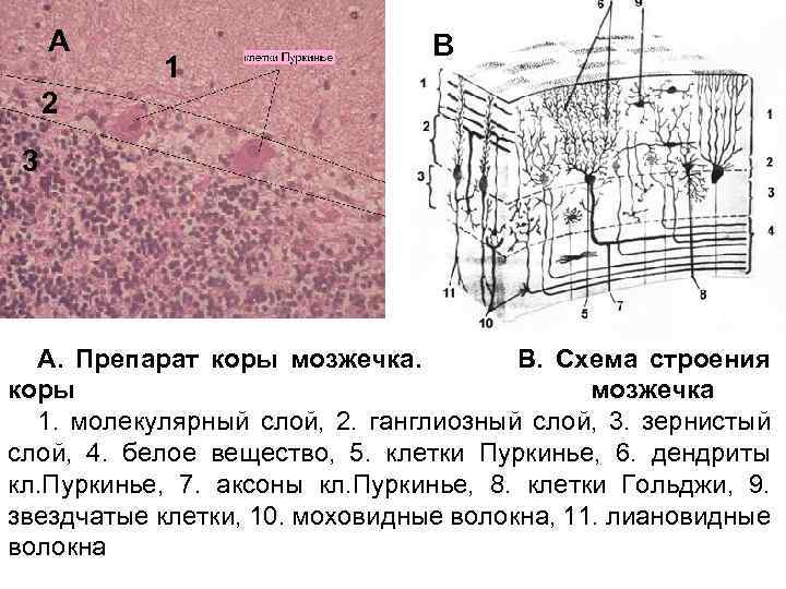 Кора мозжечка гистология схема