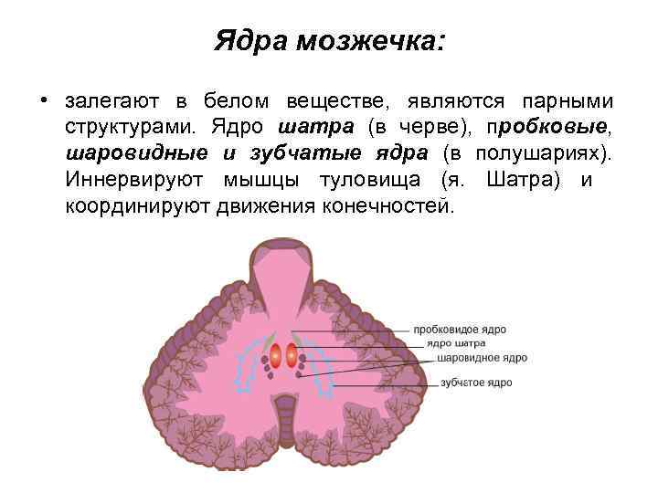 Ядра мозжечка: • залегают в белом веществе, являются парными структурами. Ядро шатра (в черве),