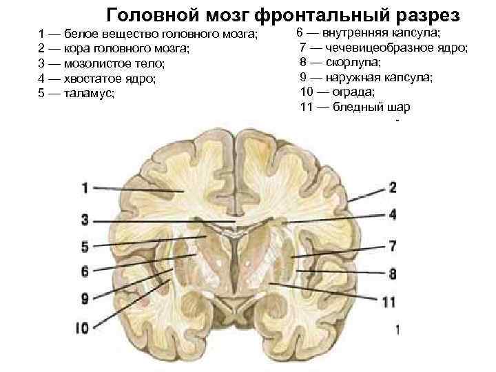 Головной мозг фронтальный разрез 1 — белое вещество головного мозга; 2 — кора головного