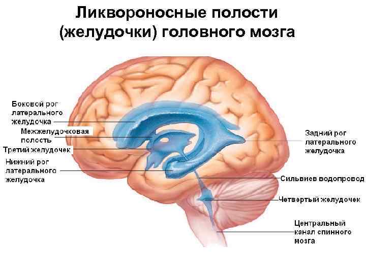 Желудочки головного мозга схема