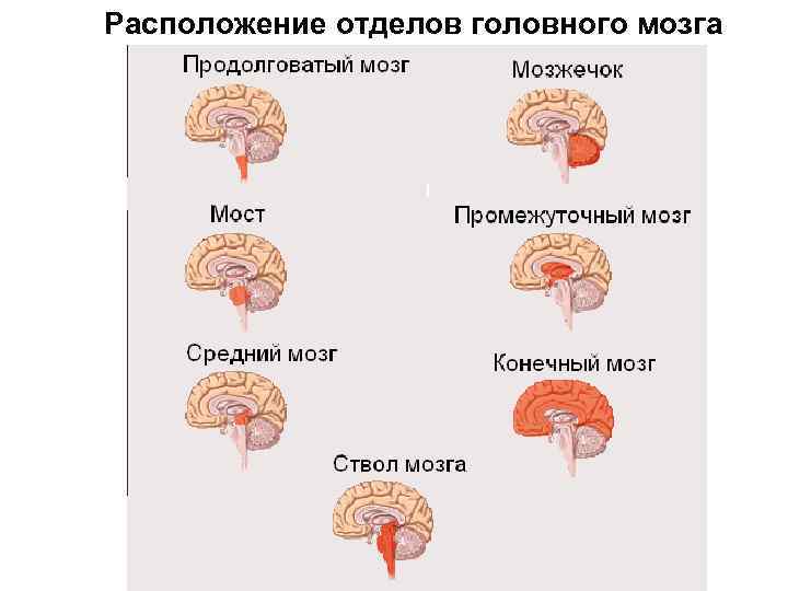 Расположение отделов головного мозга 