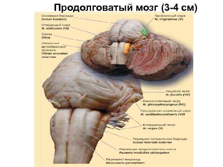 Продолговатый мозг (3 -4 см) 