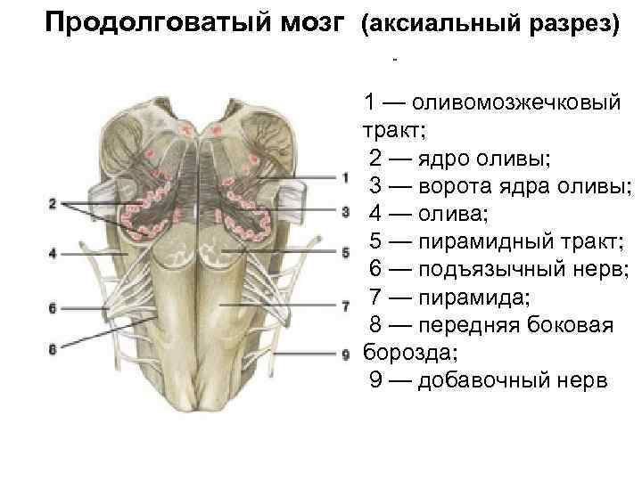 Продолговатый мозг (аксиальный разрез) 1 — оливомозжечковый тракт; 2 — ядро оливы; 3 —