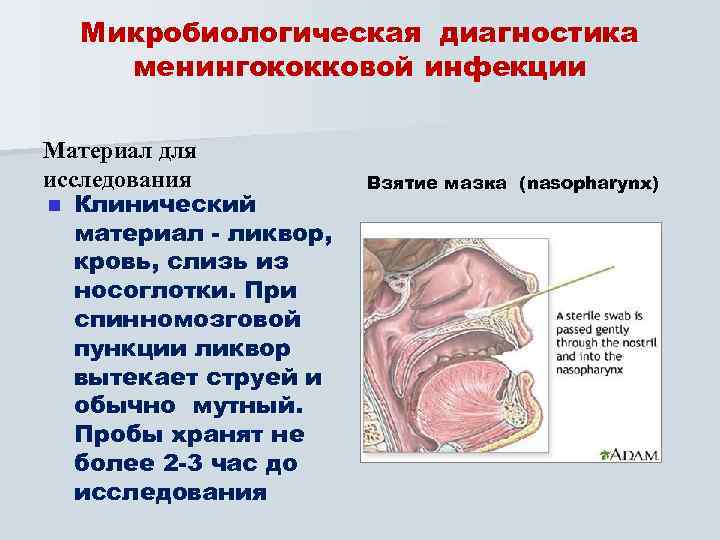 Микробиологическая диагностика менингококковой инфекции Материал для исследования n Клинический материал - ликвор, кровь, слизь