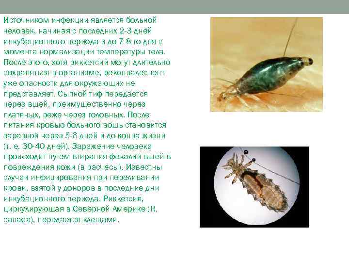 Источником инфекции является больной человек, начиная с последних 2 -3 дней инкубационного периода и