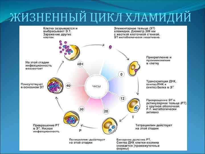 ЖИЗНЕННЫЙ ЦИКЛ ХЛАМИДИЙ 