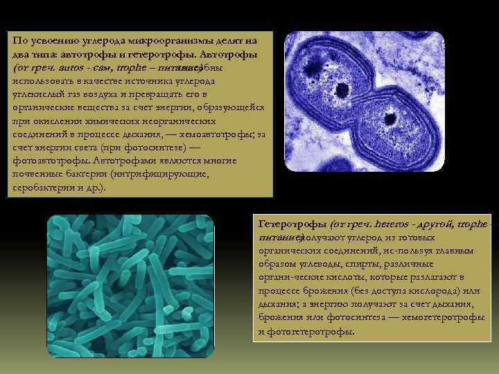 Бактерии и углерод. Микроорганизмы делятся на. По типу усвоения углерода микроорганизмы делят на. Гетеротрофы микроорганизмы. Микроорганизмы делятся на три типа.