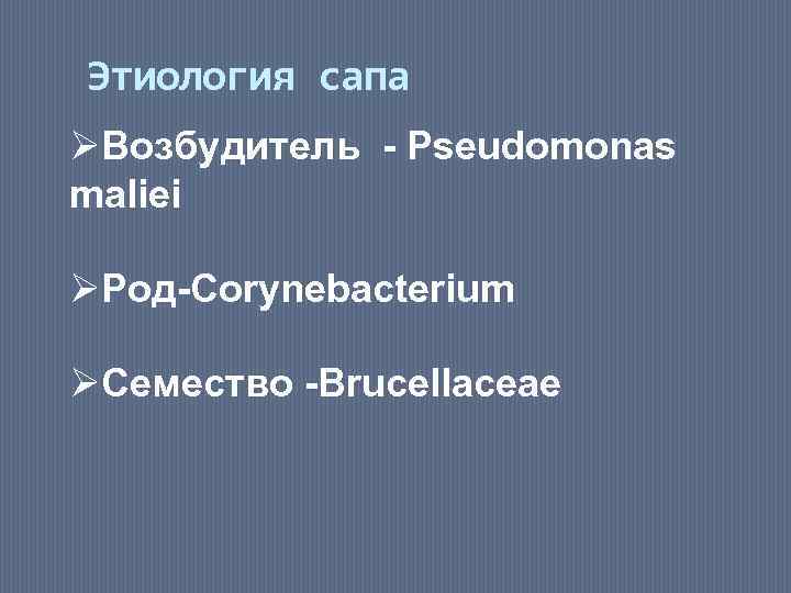 Этиология сапа ØВозбудитель - Pseudomonas maliei ØРод-Corynebacterium ØСемество -Brucellaceae 