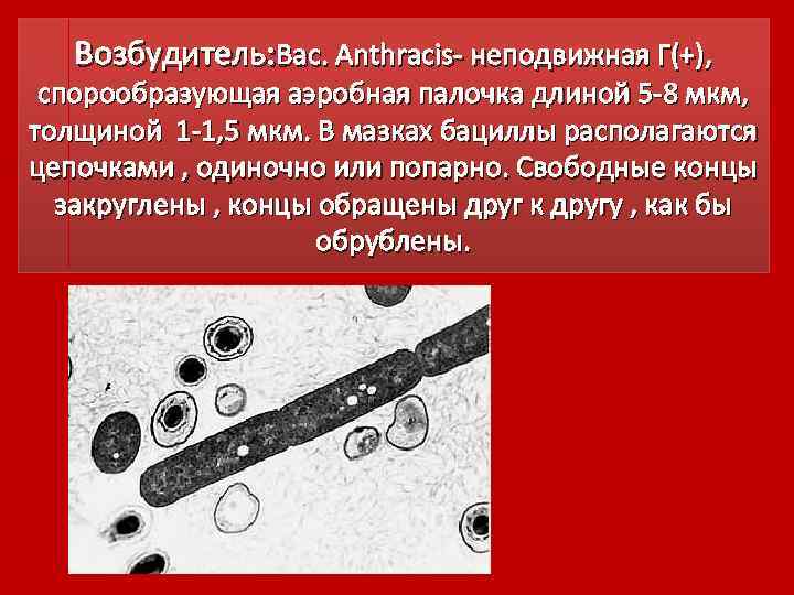 Возбудитель: Bac. Anthracis неподвижная Г(+), спорообразующая аэробная палочка длиной 5 8 мкм, толщиной 1