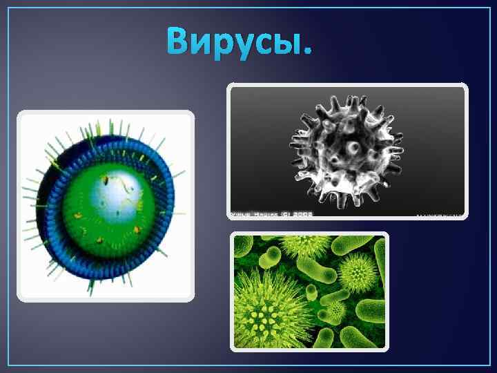 Вирусы. 